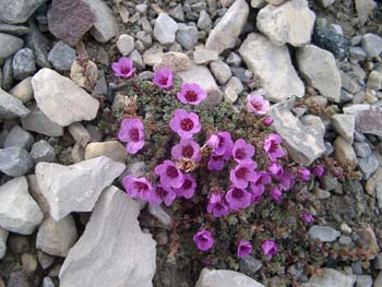 NyÅ_20040607 018